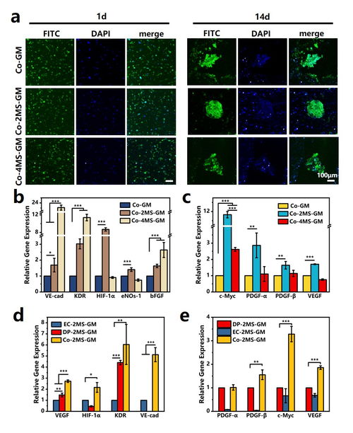 上海硅酸鹽所在無機材料結(jié)合多細胞生物3d打印用于毛發(fā)再生方面取得重要研究進展